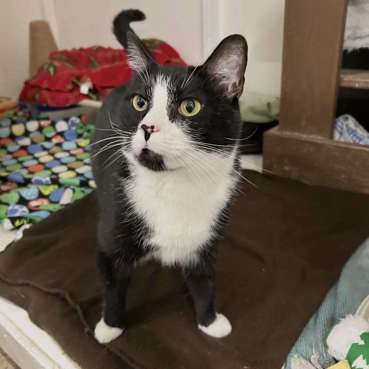 Enlarge Damon, a Adoptable Domestic Short Hair in Edgewood, MD image 3/6