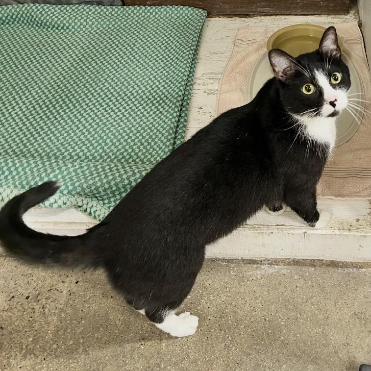 Damon, a Adoptable Domestic Short Hair in Edgewood, MD image 6/6