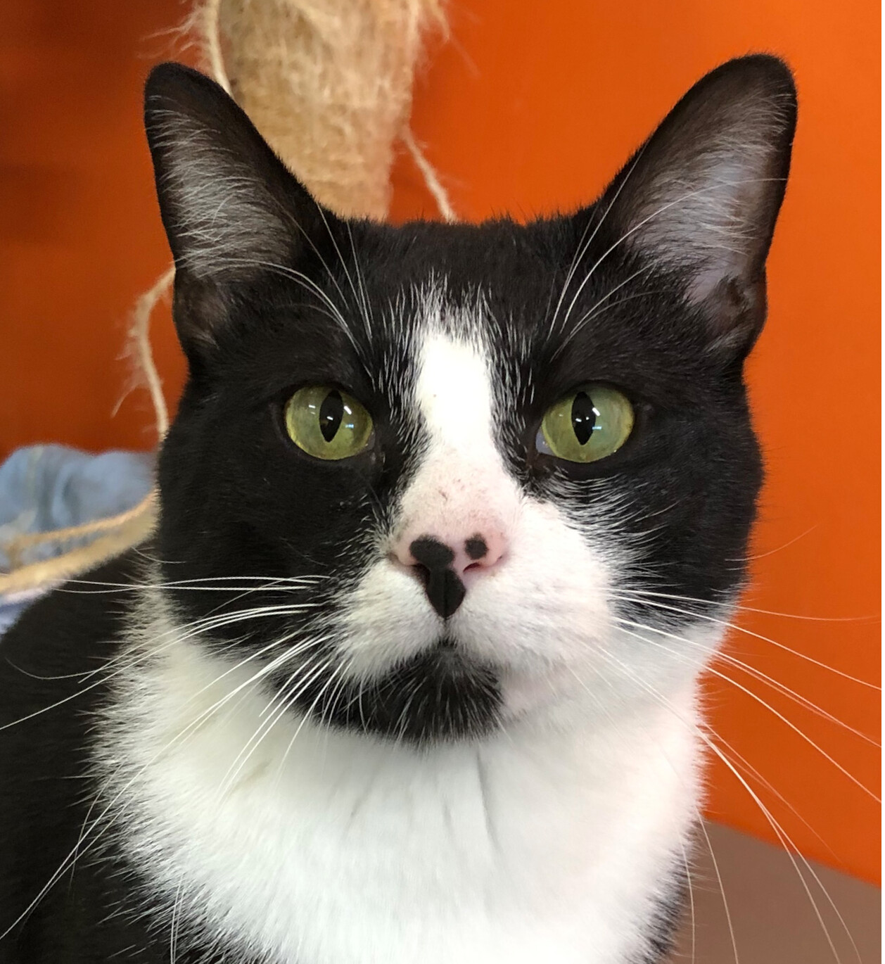 Damon, a Adoptable Domestic Short Hair in Edgewood, MD image 3/12