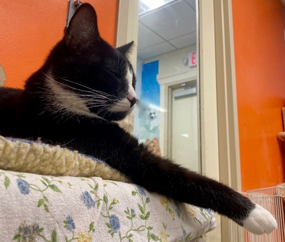 Damon, a Adoptable Domestic Short Hair in Edgewood, MD image 4/12