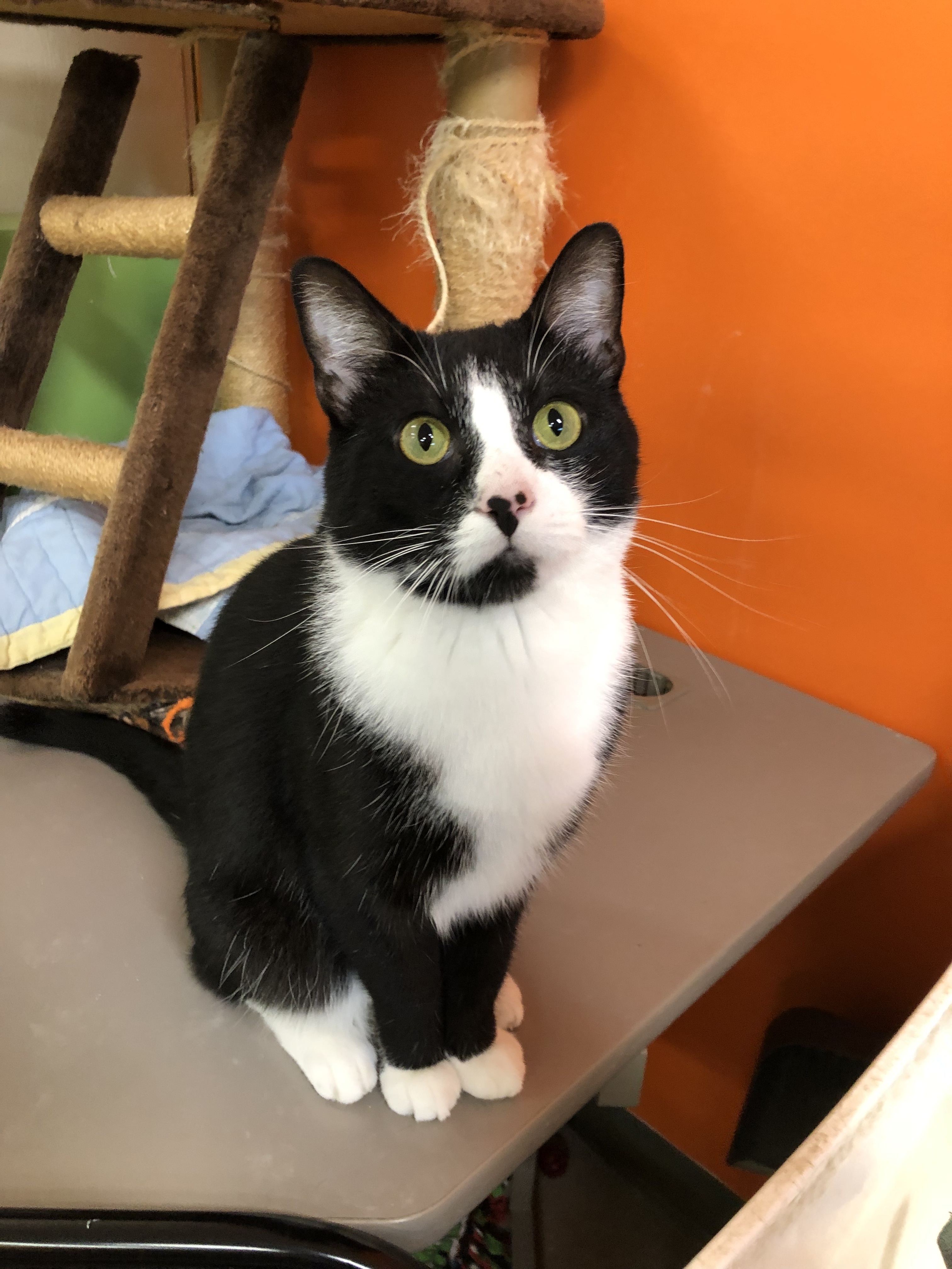 Damon, a Adoptable Domestic Short Hair in Edgewood, MD image 5/12