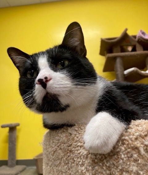 Damon, a Adoptable Domestic Short Hair in Edgewood, MD image 6/12