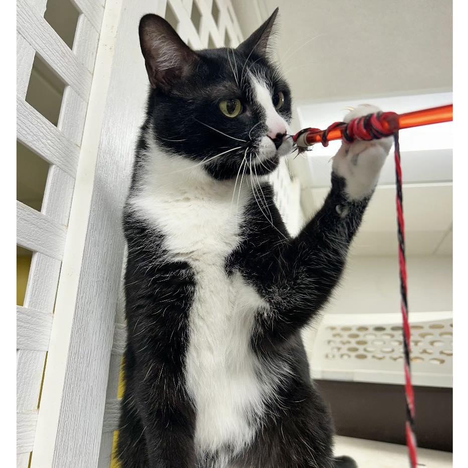Damon, a Adoptable Domestic Short Hair in Edgewood, MD image 3/6