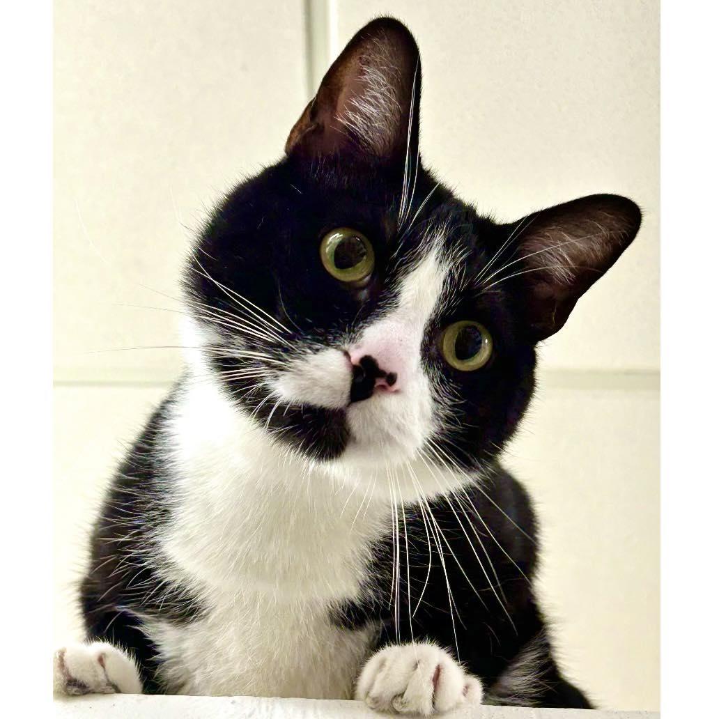Damon, Adoptable, Adult Male Domestic Short Hair.