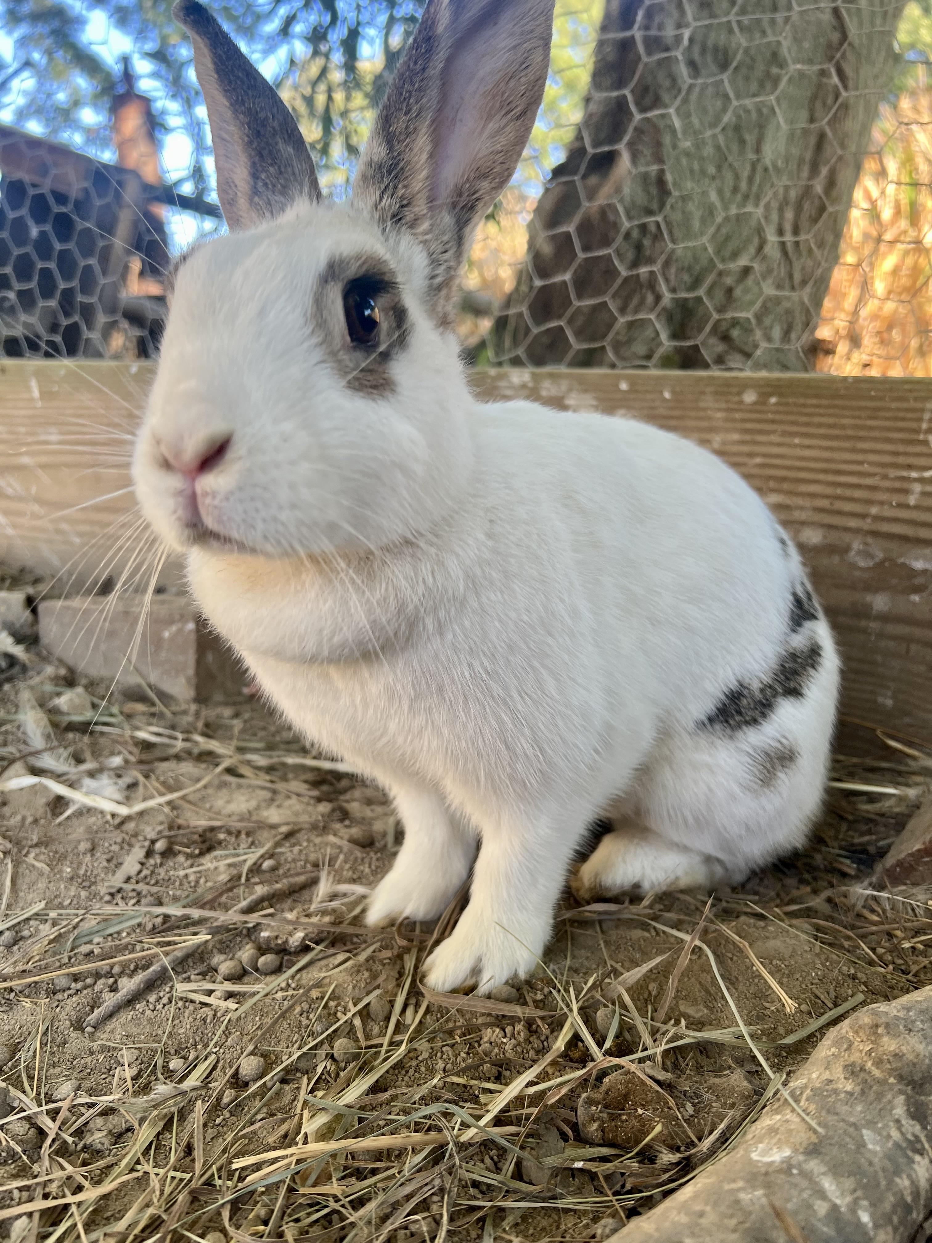 Enlarge smores, a Adoptable mixed breed in Matthews, IN image 1/4