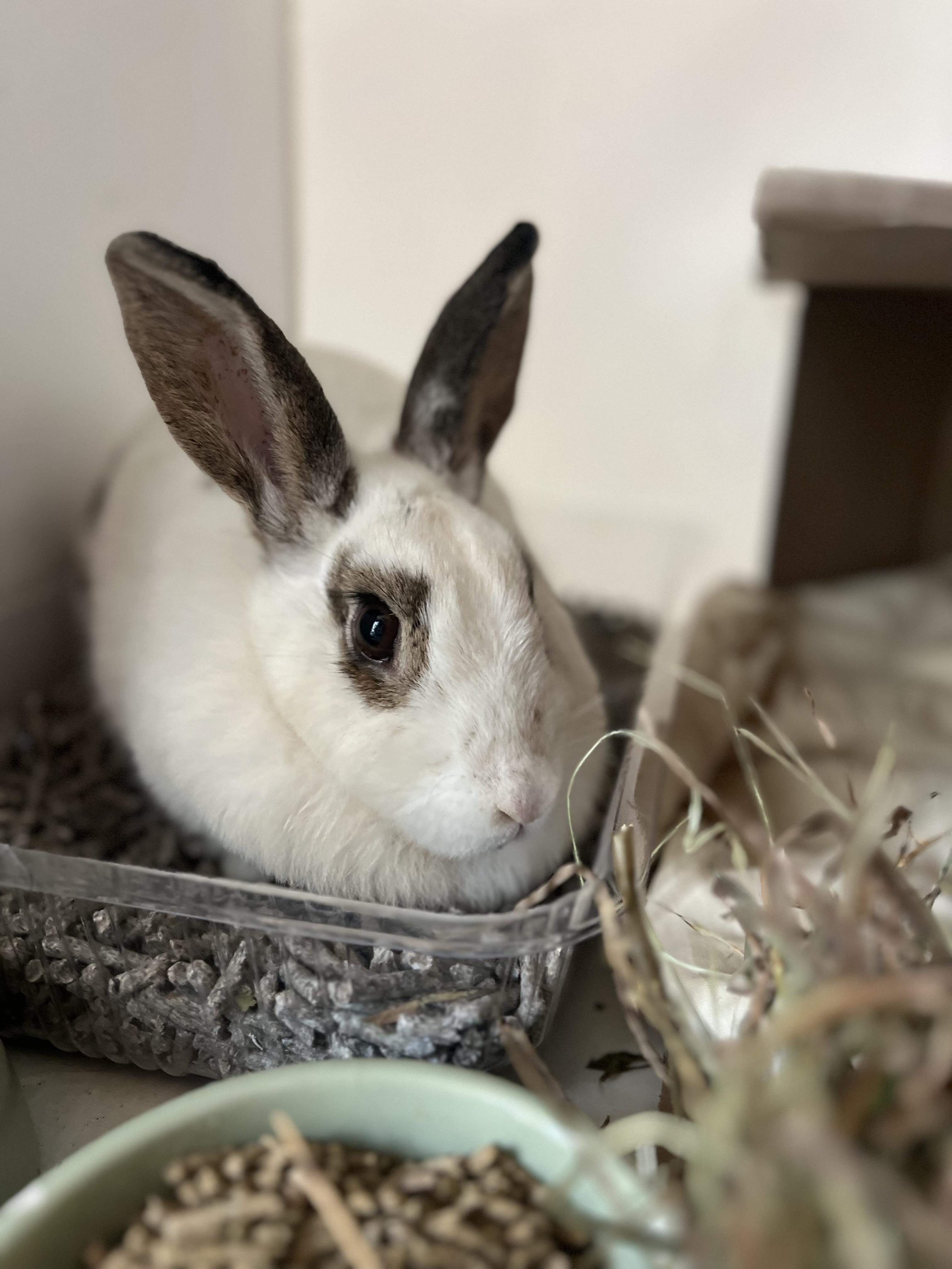 Enlarge smores, a Adoptable mixed breed in Matthews, IN image 3/4