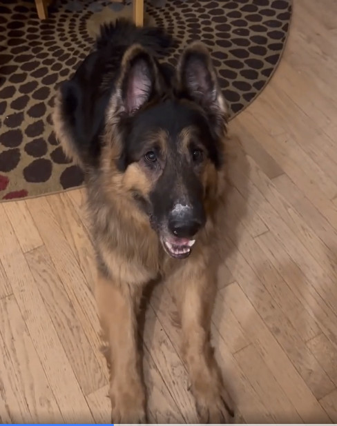 Wesson, Adopted, Adult Male German Shepherd Dog.