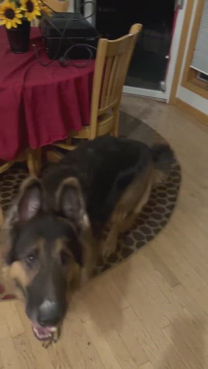 Enlarge Wesson, a Adopted German Shepherd Dog in Poynette, WI video 2/2