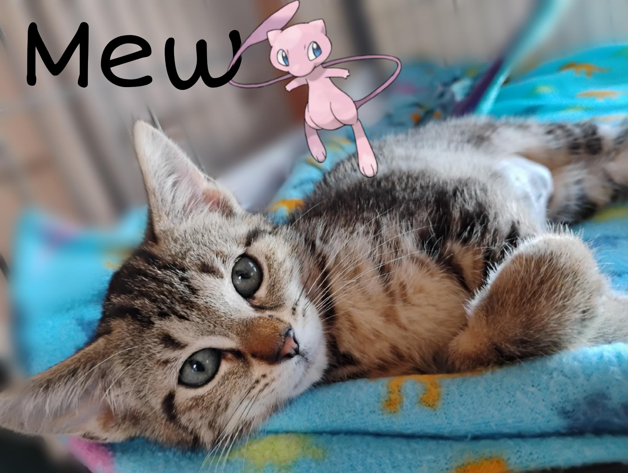 Mew, ADOPTABLE, Kitten Female Tabby.