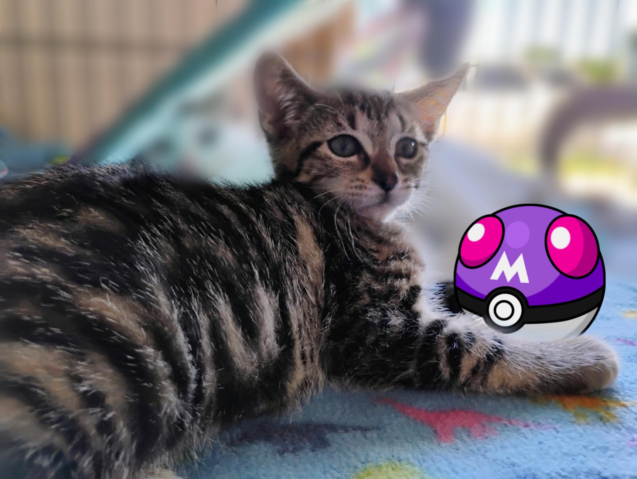 Enlarge Mew, a ADOPTABLE Tabby in Saginaw, MI image 2/2