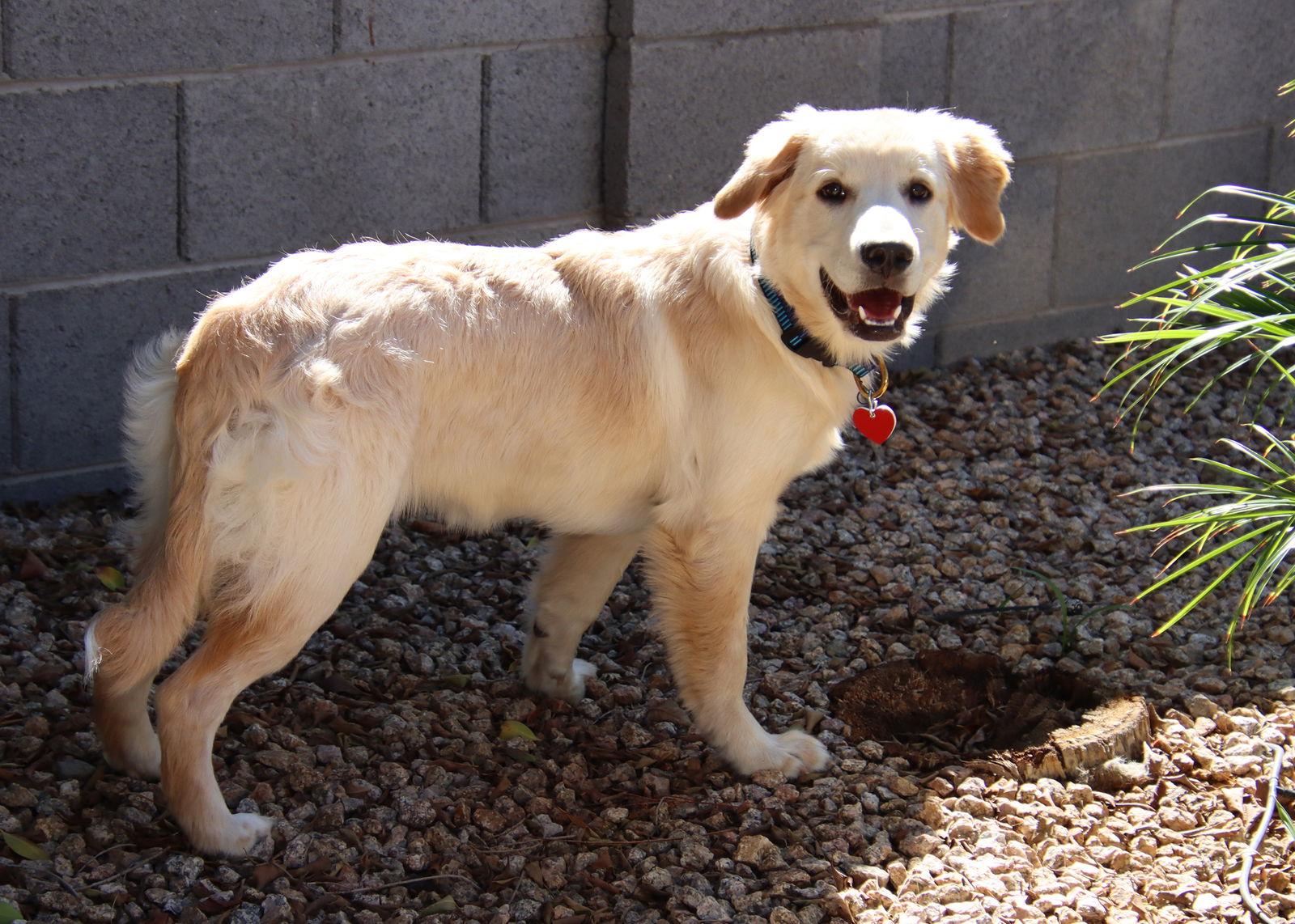 June, a Adopted mixed breed in Glendale, AZ image 1/3