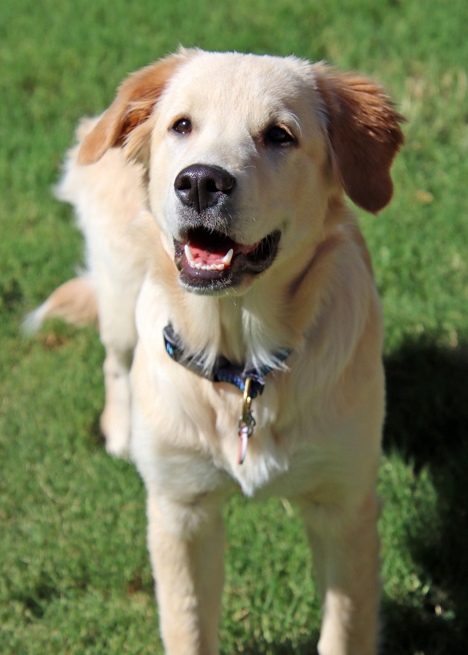 June, a Adopted mixed breed in Glendale, AZ image 2/3