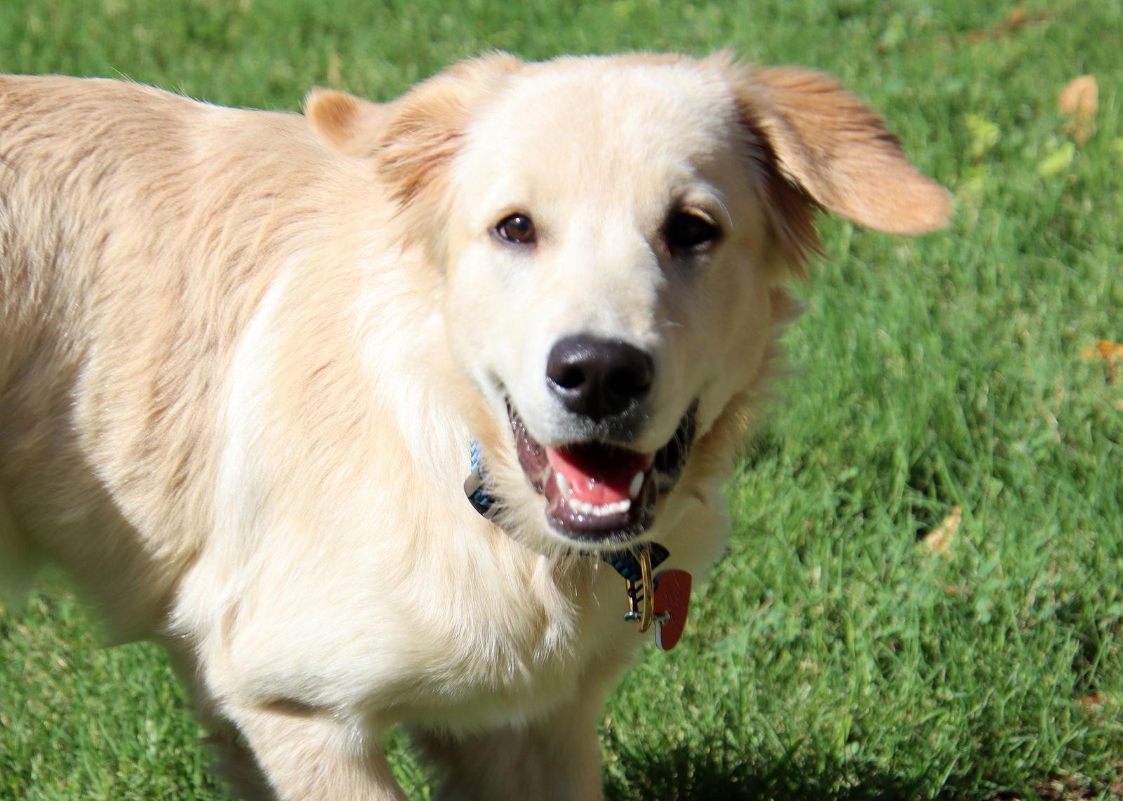 June, a Adopted mixed breed in Glendale, AZ image 3/3