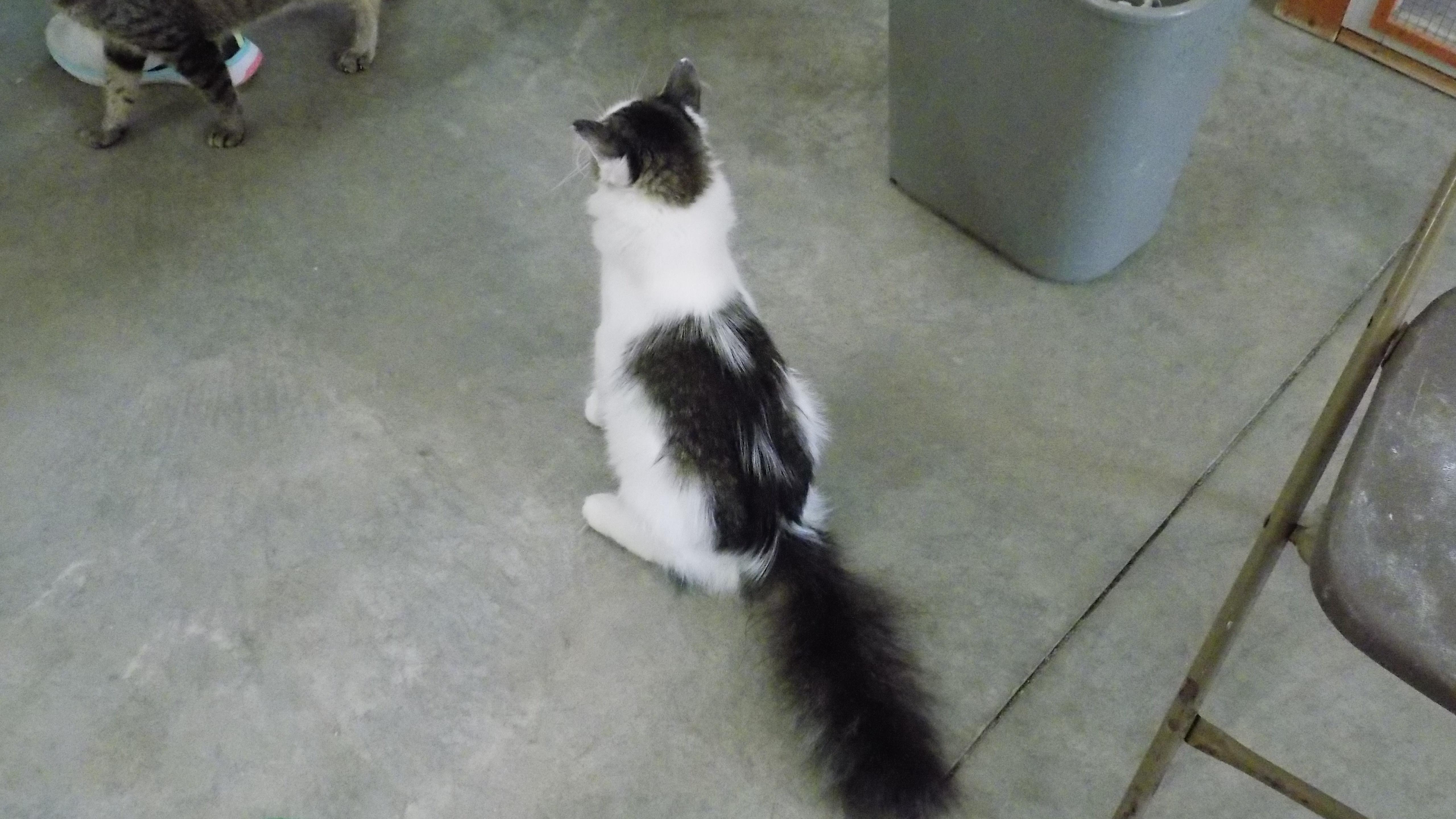 Enlarge April, a Adopted Domestic Long Hair in Savanna, IL image 1/4