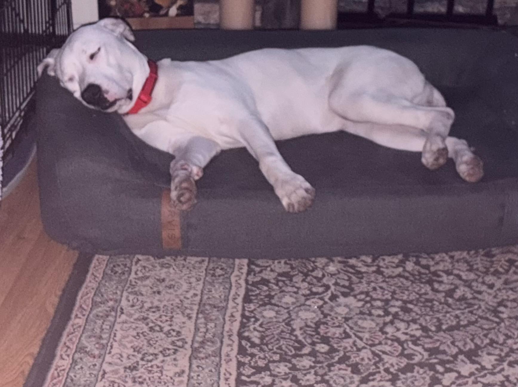 Enlarge Cinder aka Cindarella, a Adoptable mixed breed in Stafford, NJ image 5/5