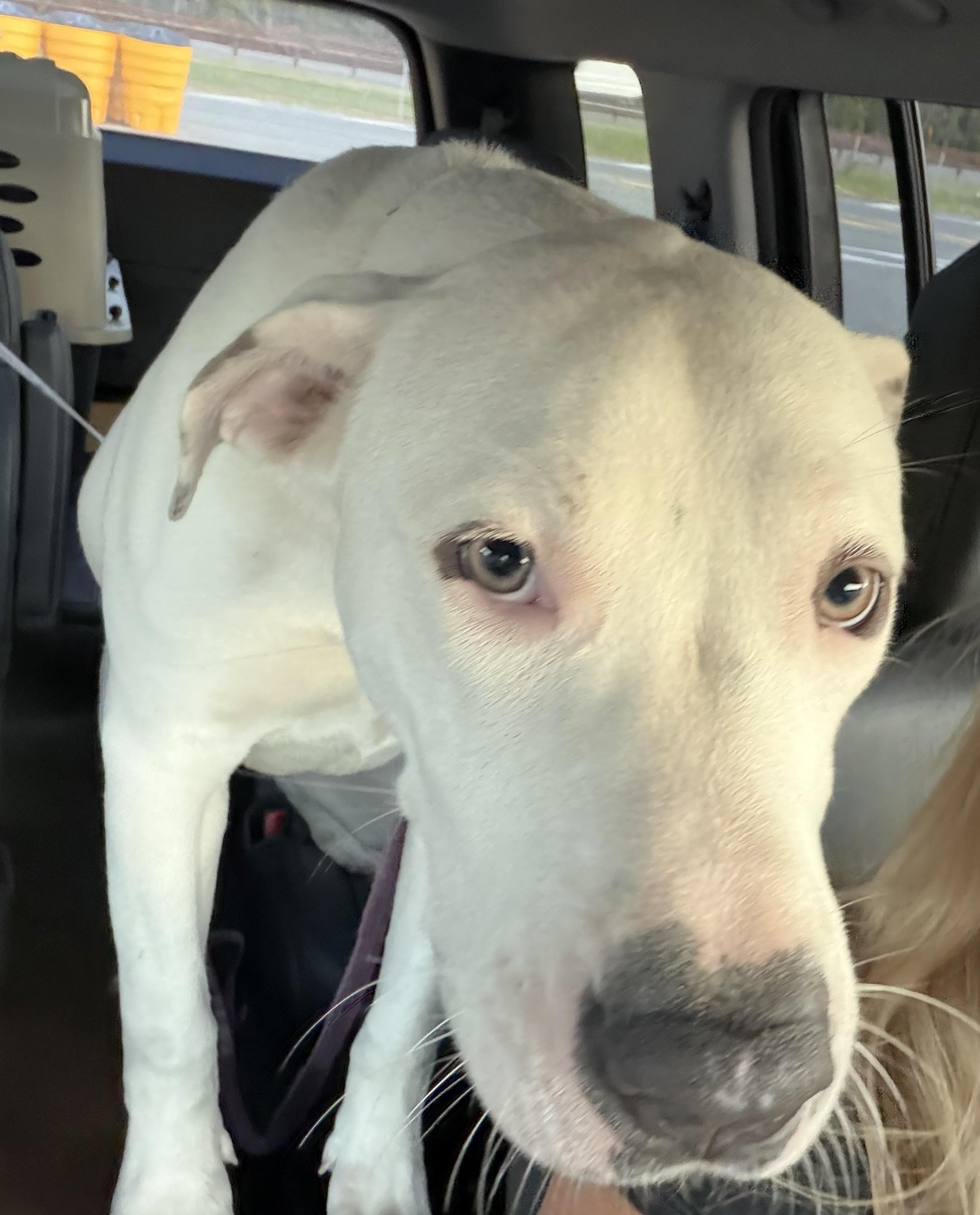 Enlarge Cinder aka Cindarella, a Adoptable mixed breed in Stafford, NJ image 4/5