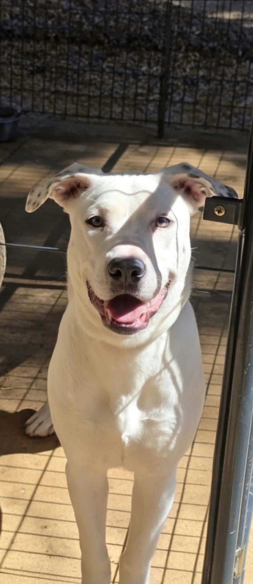 Enlarge Cindarella, a Adoptable mixed breed in Eatontown, NJ image 3/3