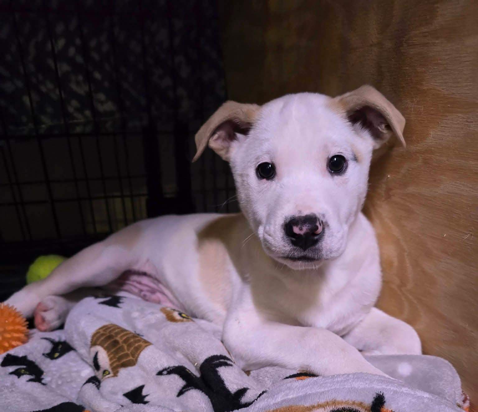 Dragon, a ADOPTABLE mixed breed in Grand Rapids, MI image 1/2