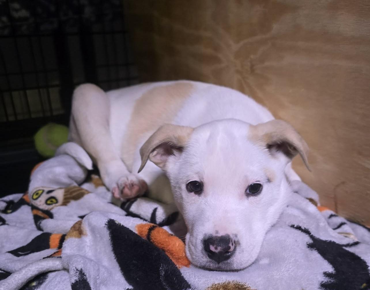 Dragon, a ADOPTABLE mixed breed in Grand Rapids, MI image 2/2