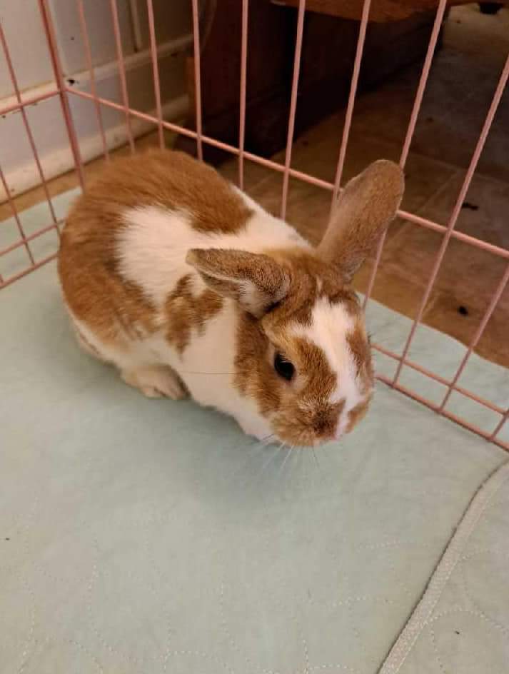 Luke, Adopted, Adult Male Netherland Dwarf.