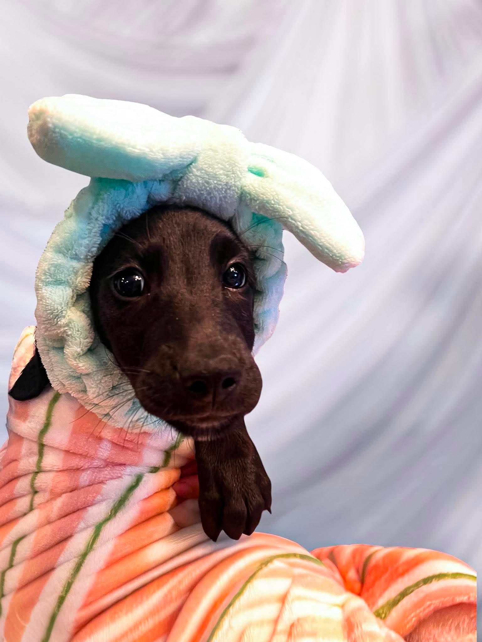 Enlarge Presto, a ADOPTABLE mixed breed in Richmond, KY image 1/6