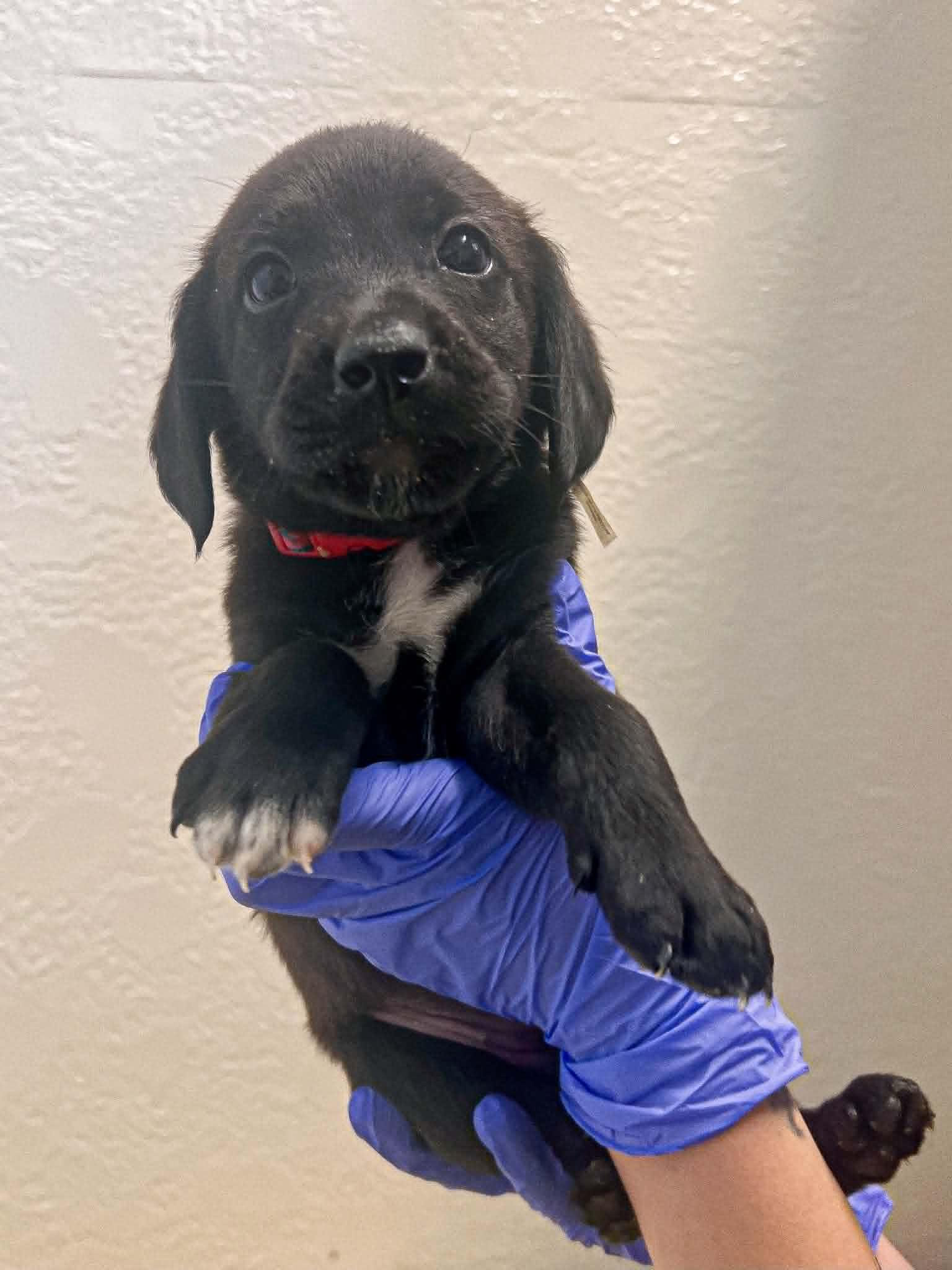 Enlarge Presto, a ADOPTABLE mixed breed in Richmond, KY image 2/6