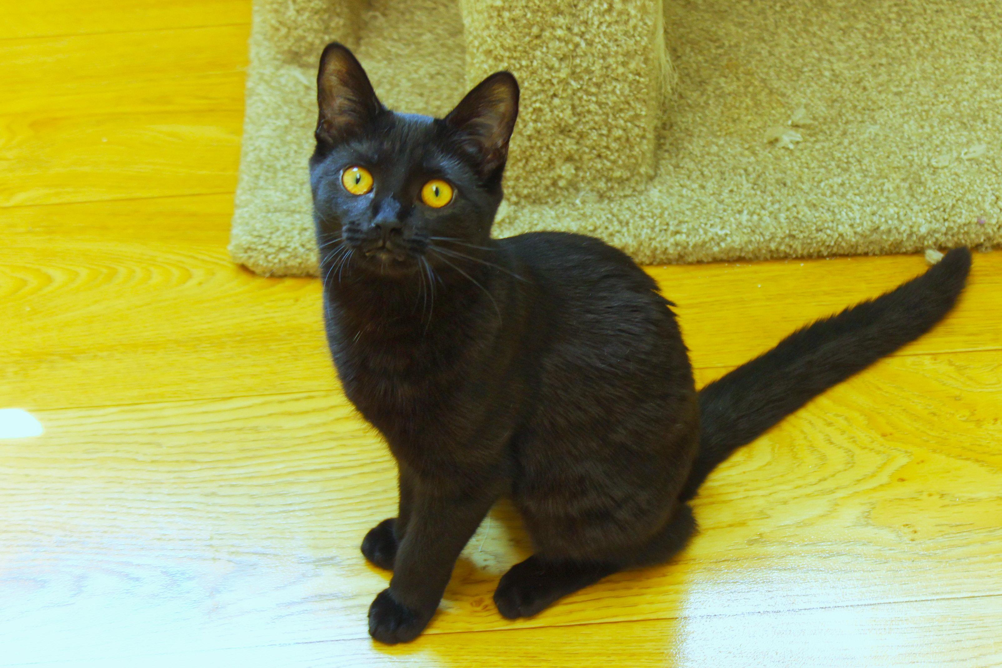 Enlarge Daphne, an adopted mixed breed in Urbana, OH image 5/6