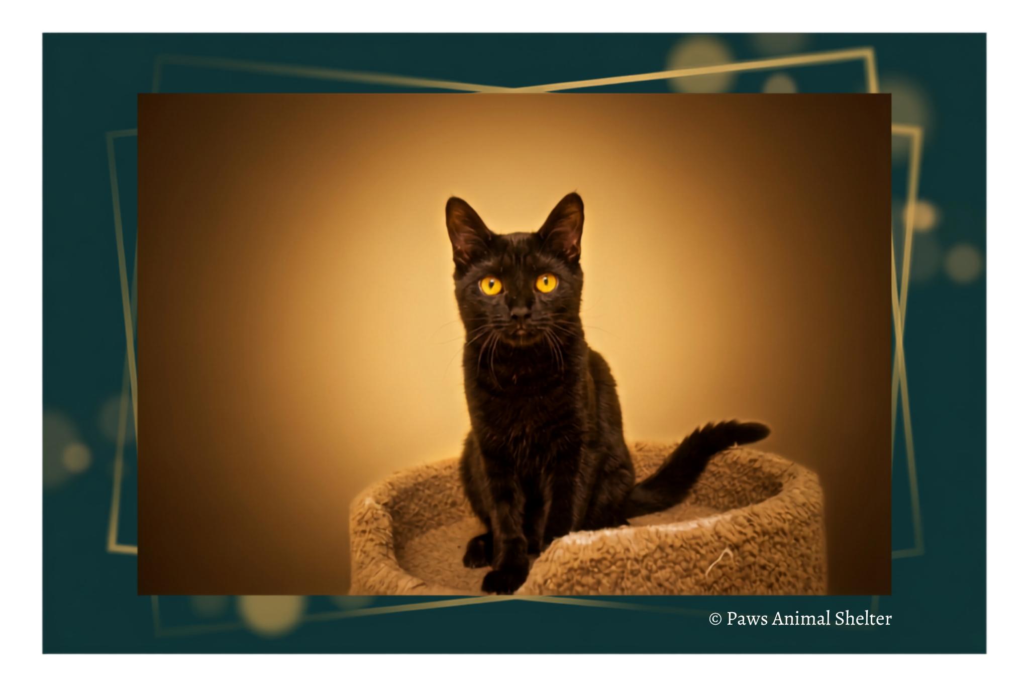 Enlarge Daphne, an adopted mixed breed in Urbana, OH image 2/6