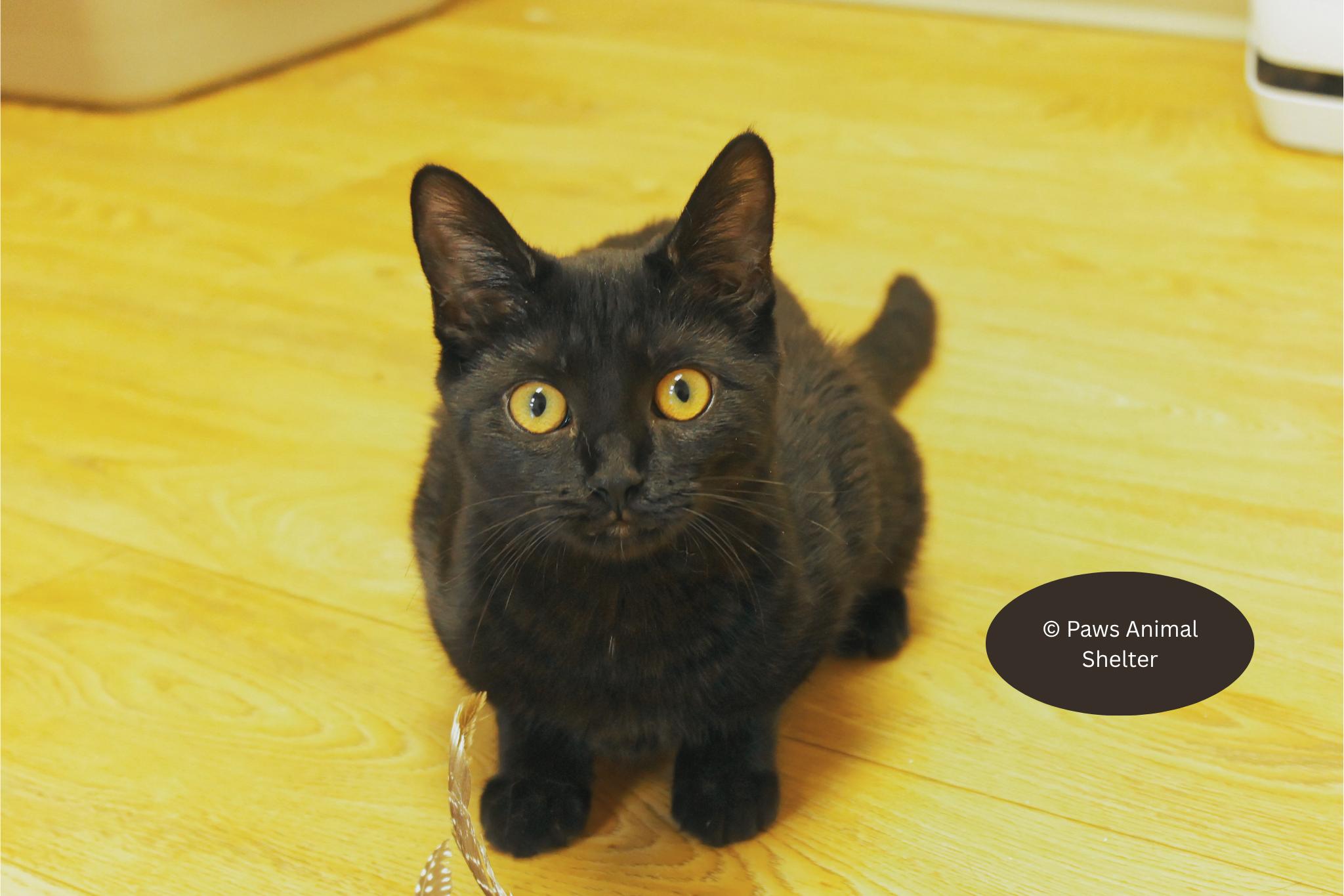 Enlarge Daphne, an adopted mixed breed in Urbana, OH image 4/6