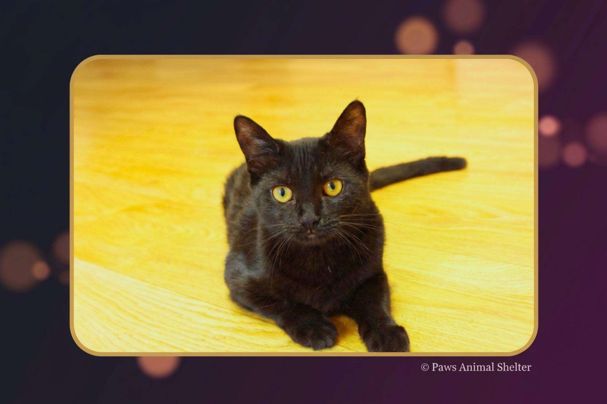 Enlarge Daphne, an adopted mixed breed in Urbana, OH image 3/6