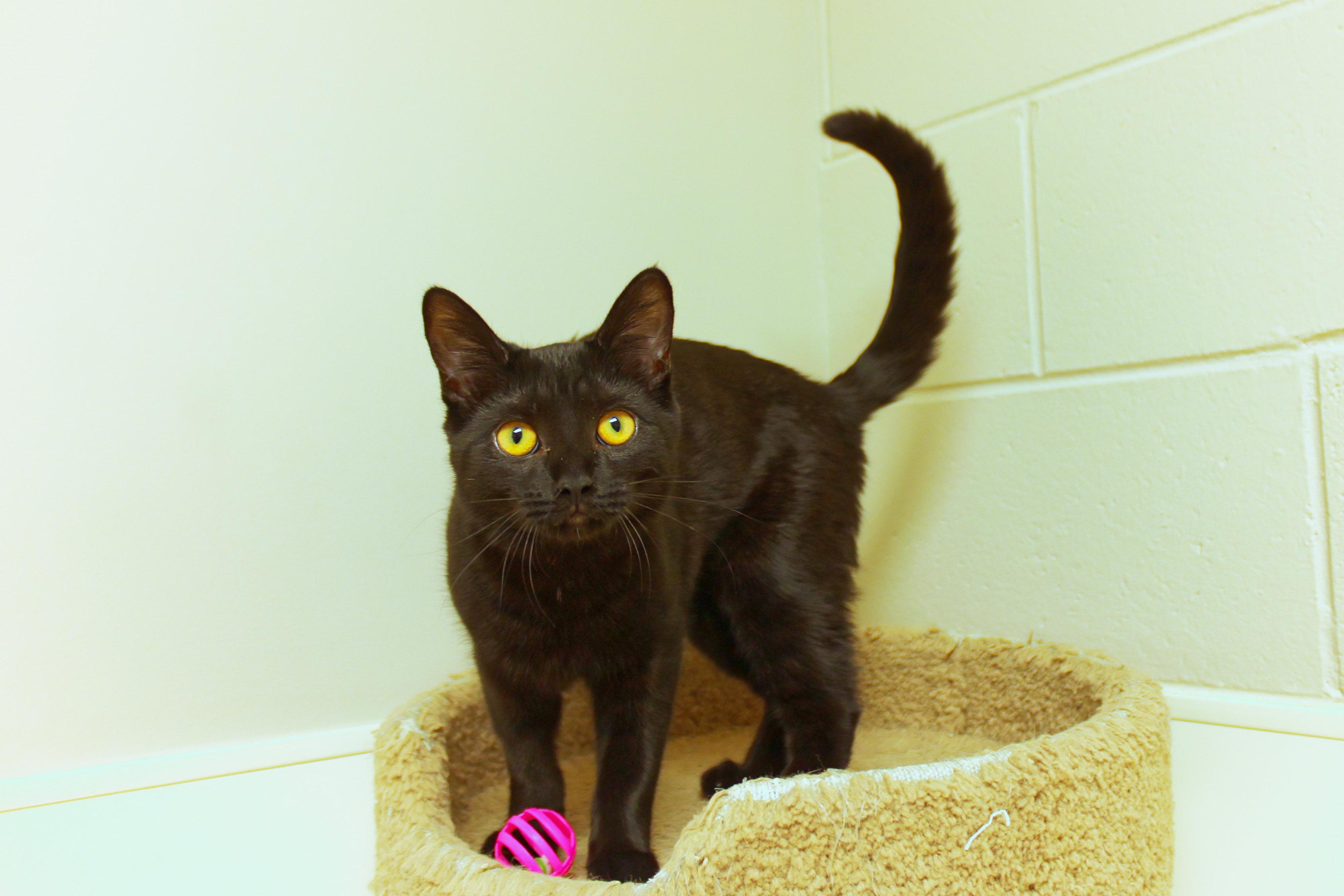 Daphne, adopted, Kitten Female Bombay & Domestic Short Hair.