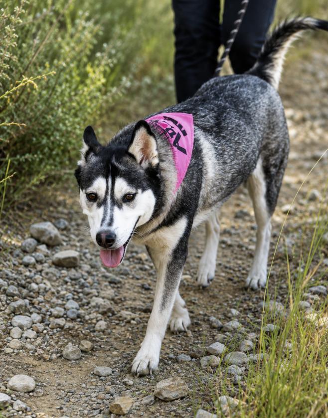Enlarge Lady, a Adoptable mixed breed in Cottonwood Heights, UT image 2/6