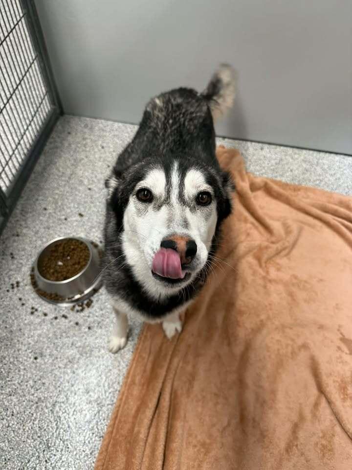Lady, Adoptable, Adult Female Siberian Husky.