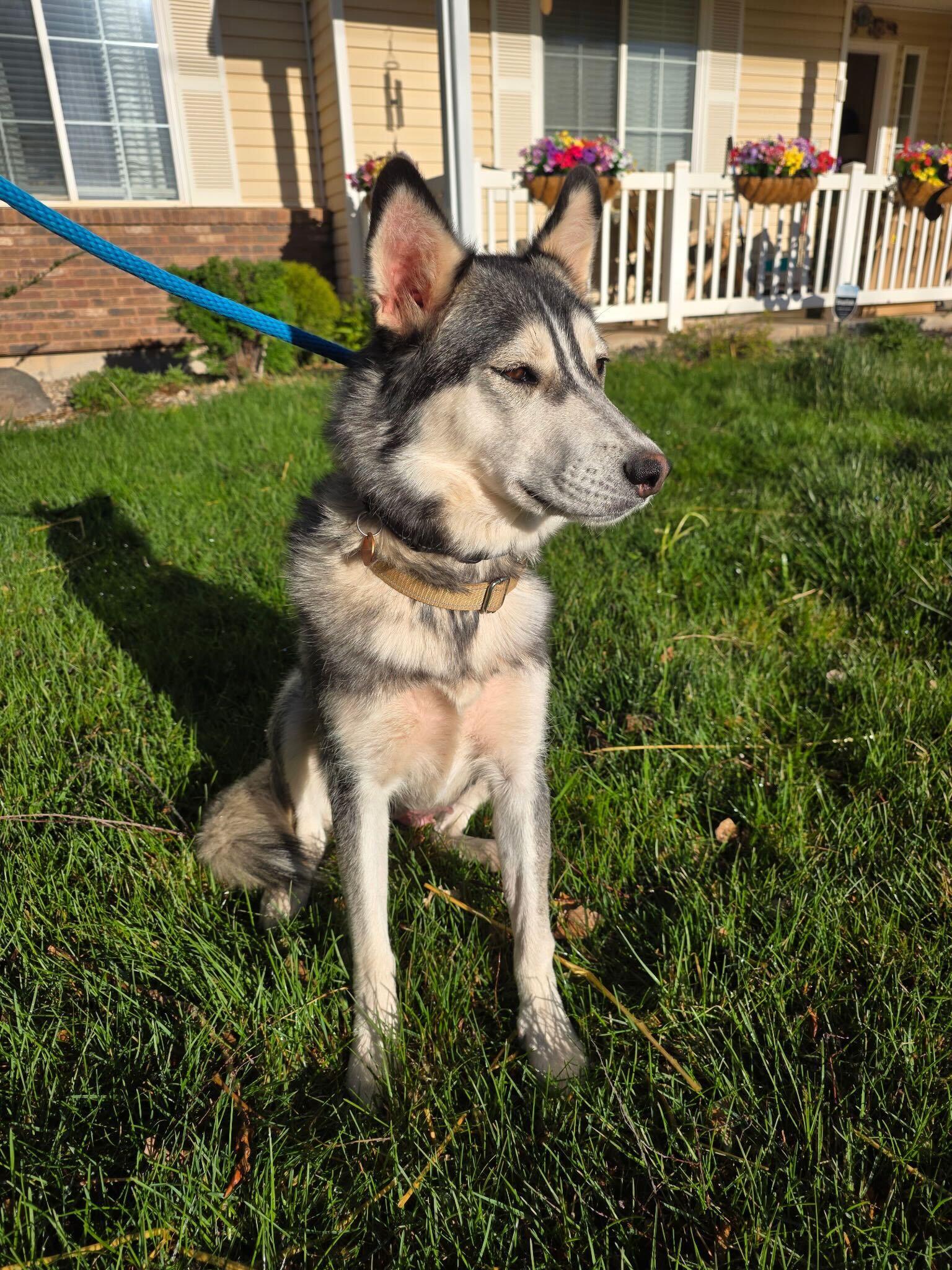 Enlarge Lady, a Adoptable mixed breed in Cottonwood Heights, UT image 2/6