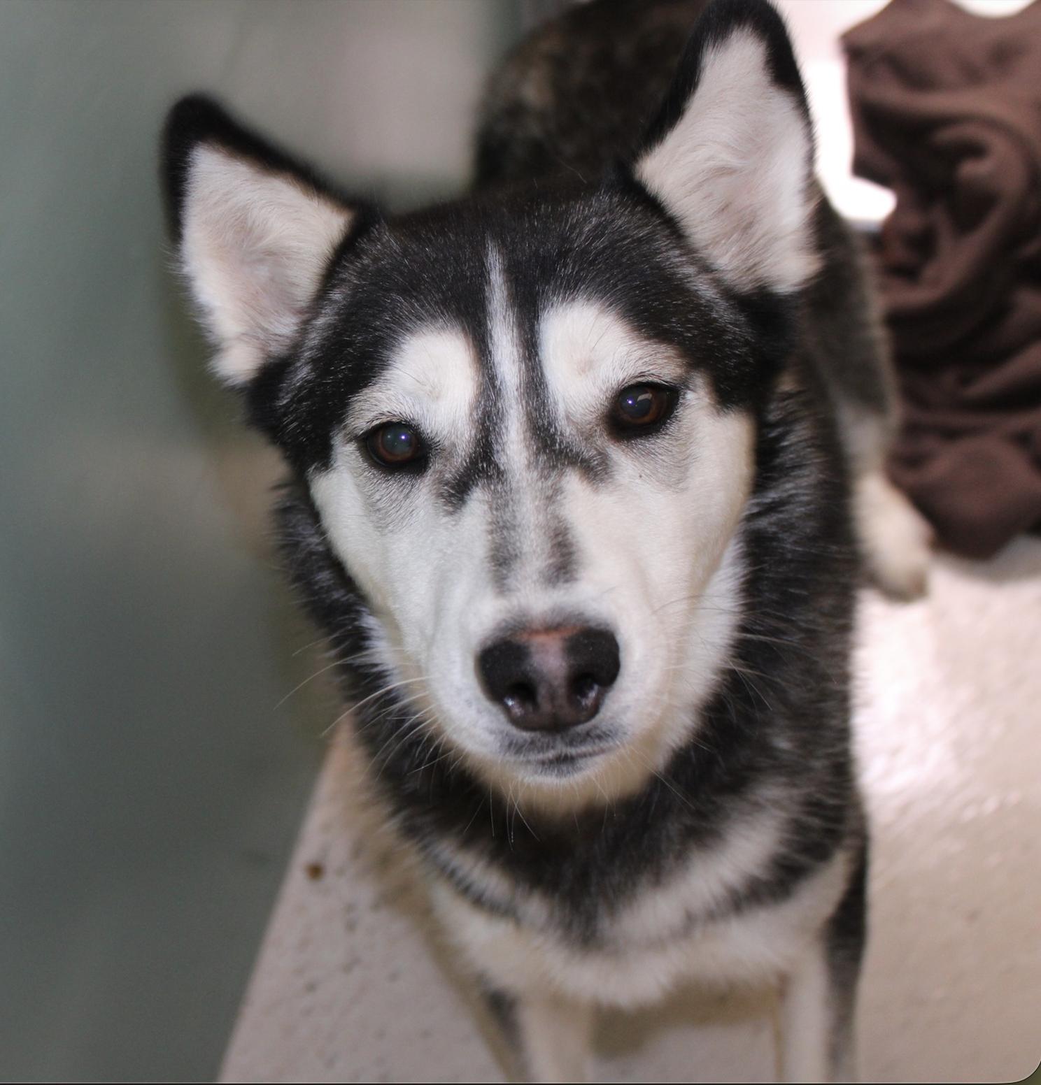 Enlarge Lady, a Adoptable Siberian Husky in Cottonwood Heights, UT image 2/5