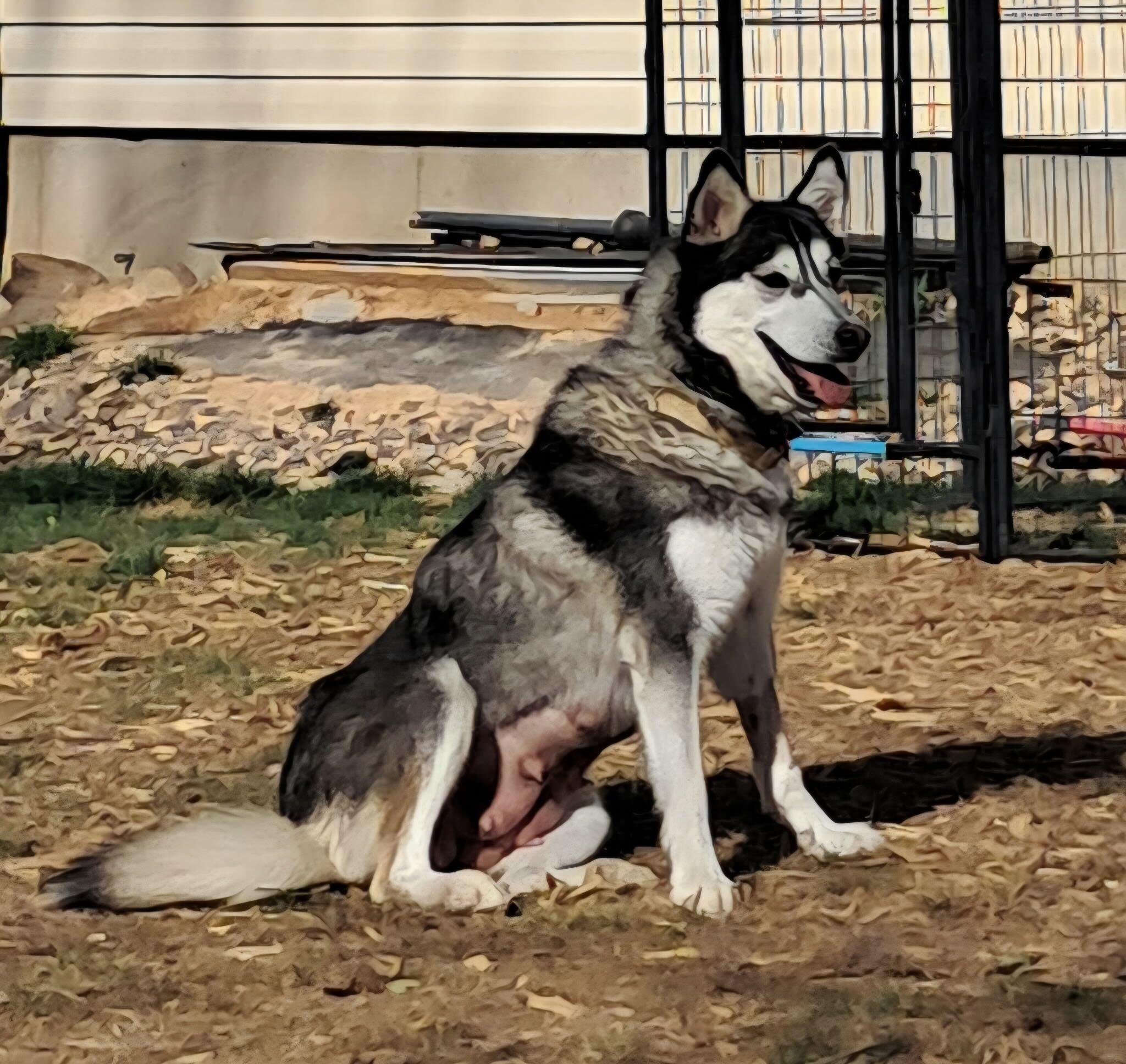 Enlarge Lady, a Adoptable Siberian Husky in Cottonwood Heights, UT image 3/5
