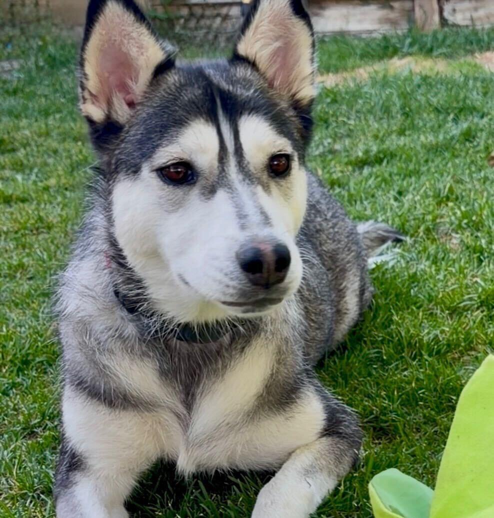 Enlarge Lady, a Adoptable mixed breed in Cottonwood Heights, UT image 5/6