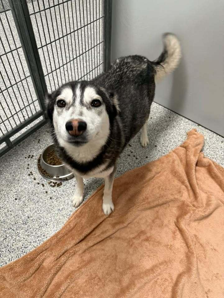 Enlarge Lady, a Adoptable Siberian Husky in Cottonwood Heights, UT image 5/5