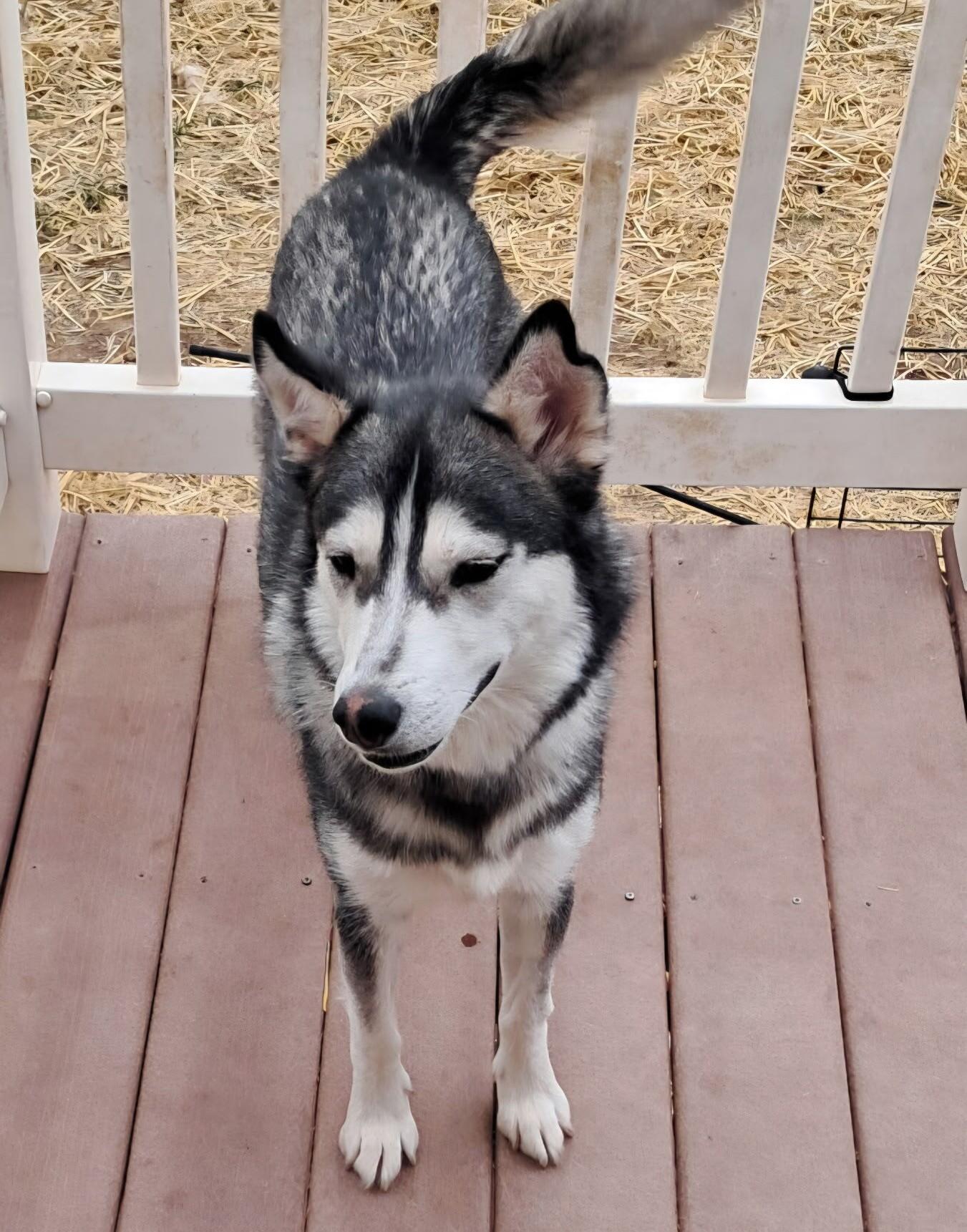 Enlarge Lady, a Adoptable mixed breed in Cottonwood Heights, UT image 6/6