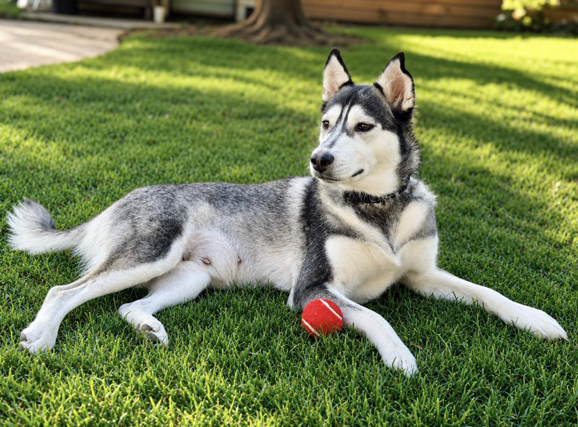 Enlarge Lady, a Adoptable mixed breed in Cottonwood Heights, UT image 6/6