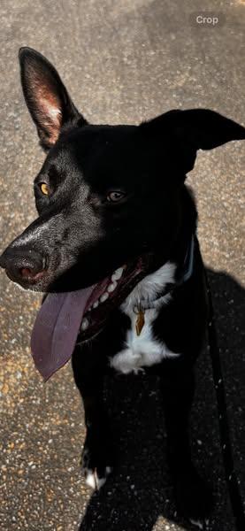 Marco, a Adoptable mixed breed in Blue Ridge, GA image 4/4