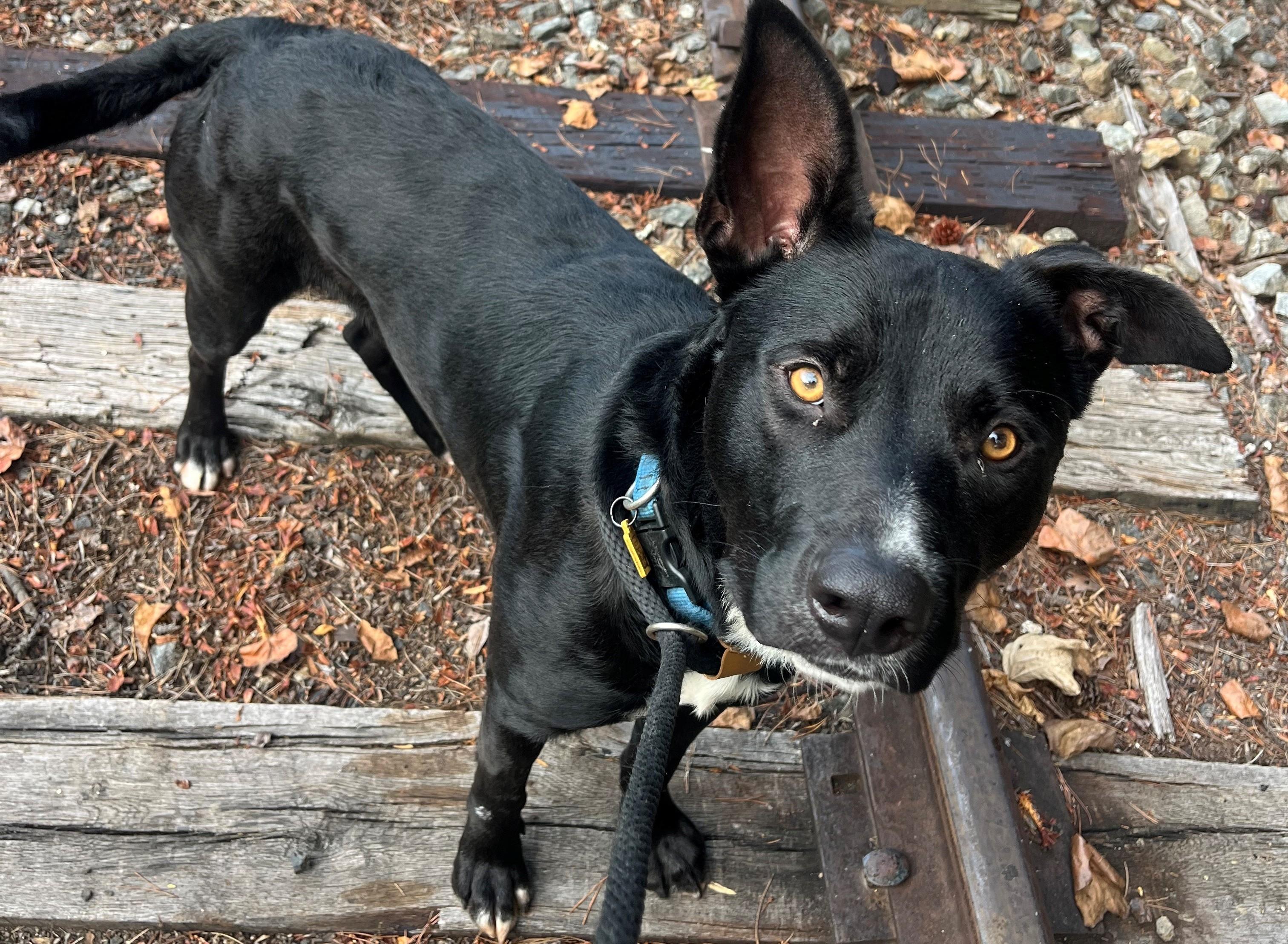 Marco, Adoptable, Young Male Labrador Retriever.