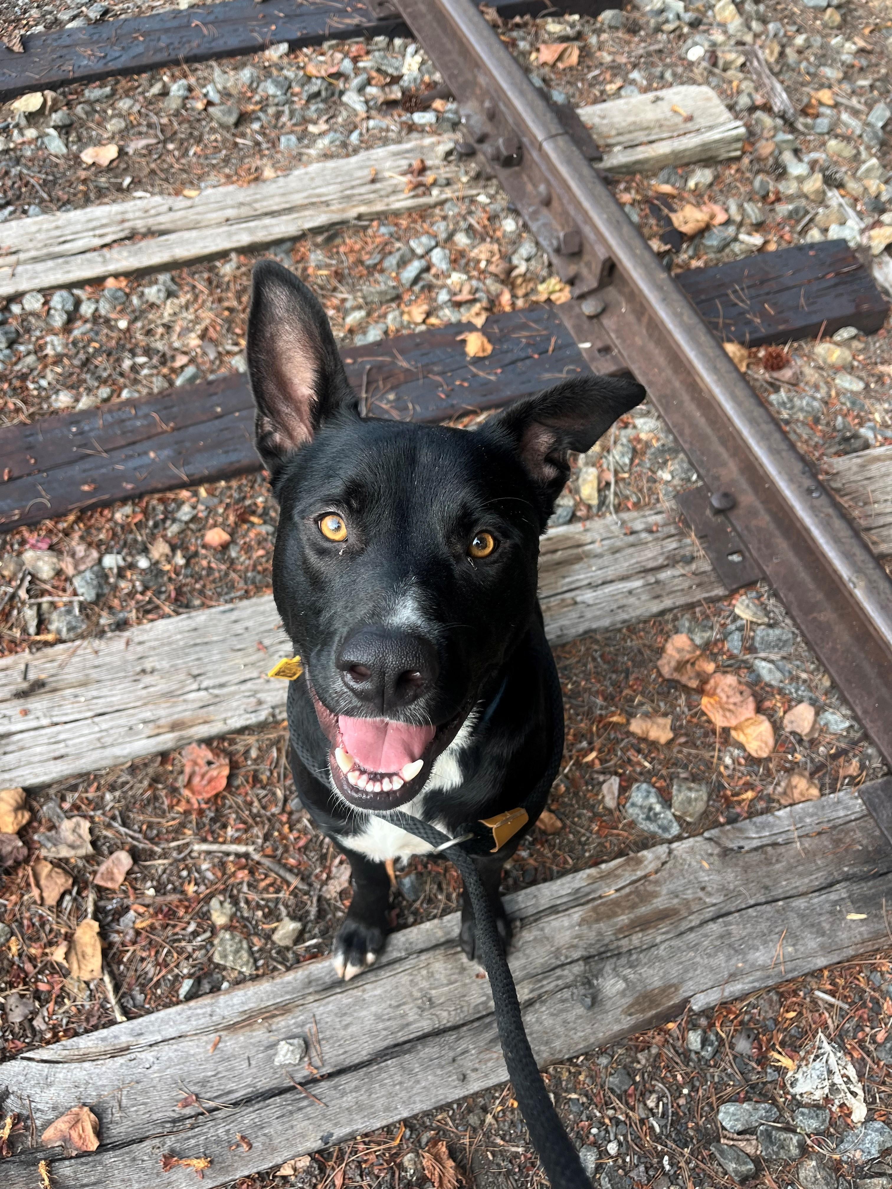 Marco, a Adoptable mixed breed in Blue Ridge, GA image 3/4