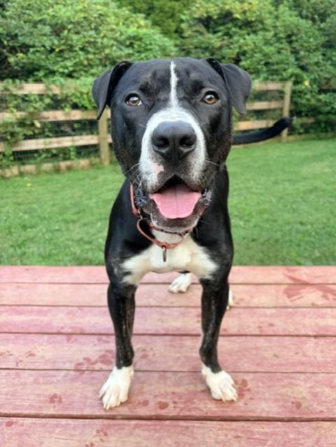 Enlarge ONYX, a Adoptable Pit Bull Terrier in Derwood, MD image 1/1