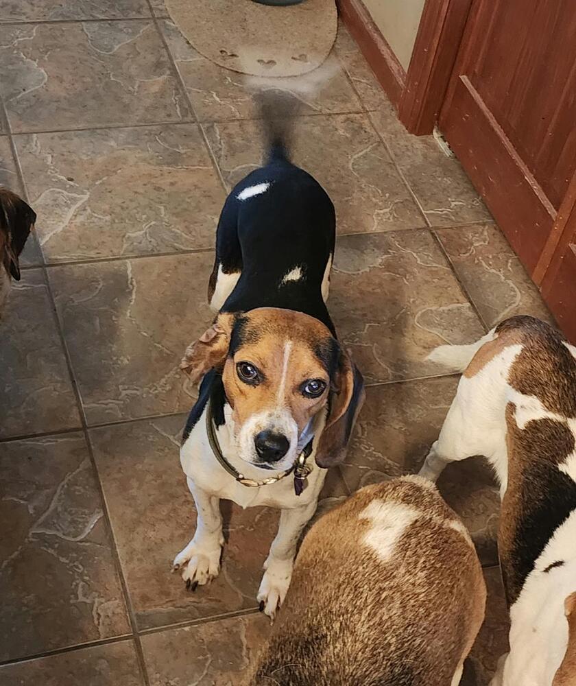 Enlarge Tilly - Fostered in KS, a Adoptable Beagle in Shawnee Mission, KS image 1/6