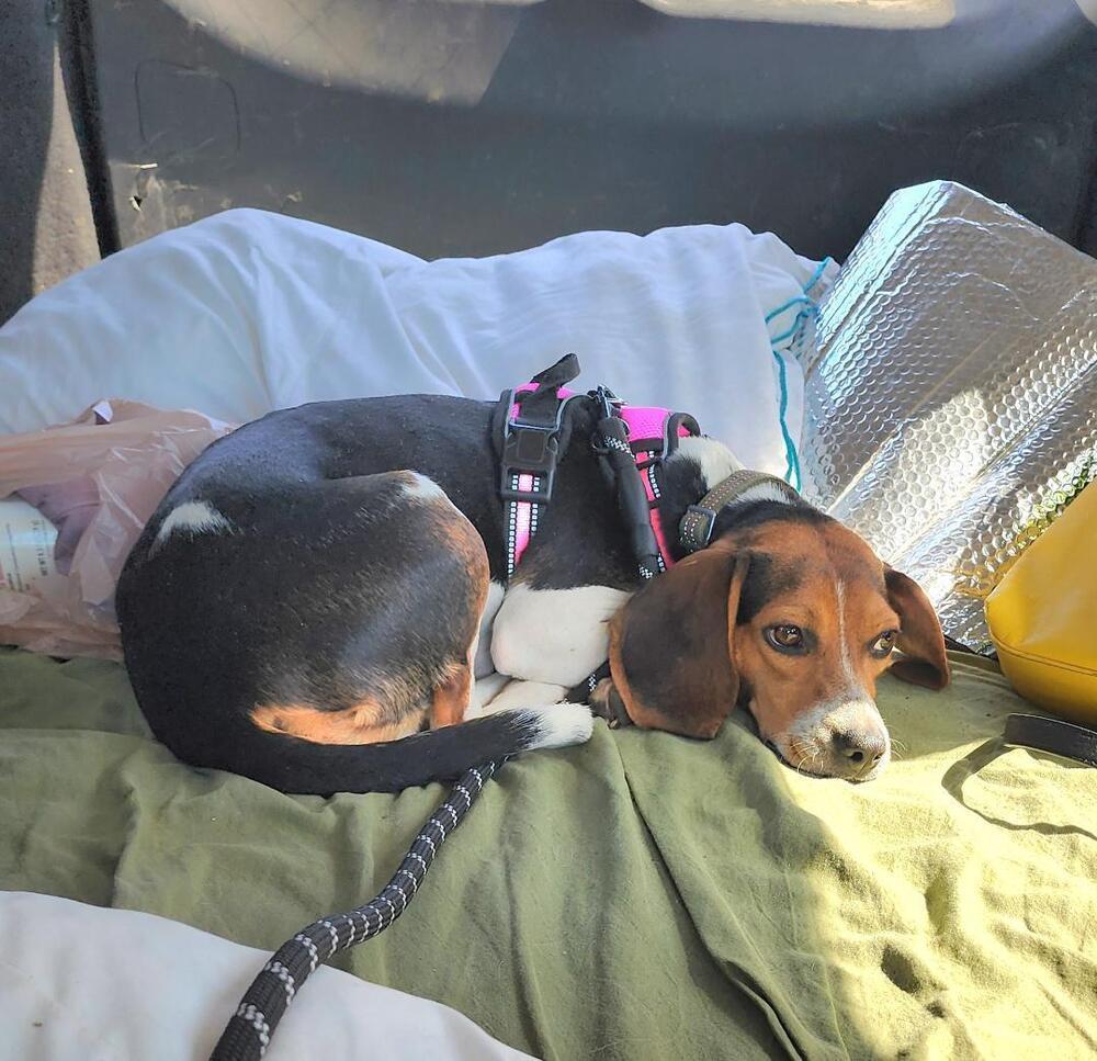 Enlarge Tilly - Fostered in KS, a Adoptable Beagle in Shawnee Mission, KS image 2/6