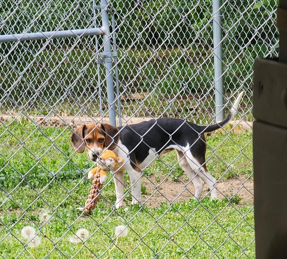 Enlarge Tilly - Fostered in KS, a Adoptable Beagle in Shawnee Mission, KS image 3/6