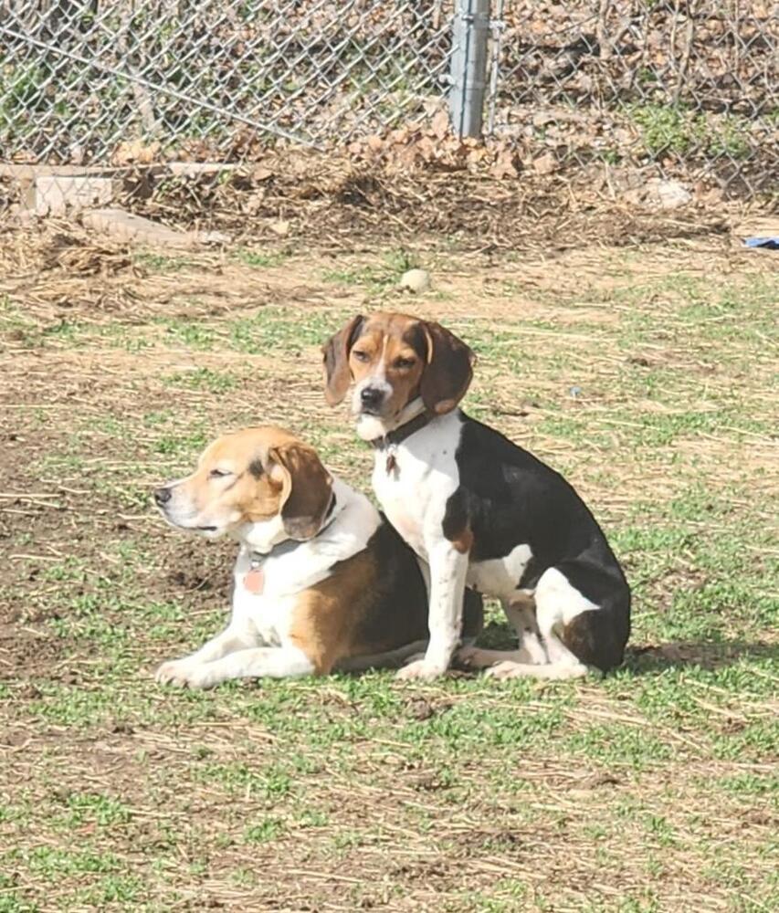 Enlarge Tilly - Fostered in KS, a Adoptable Beagle in Shawnee Mission, KS image 4/6