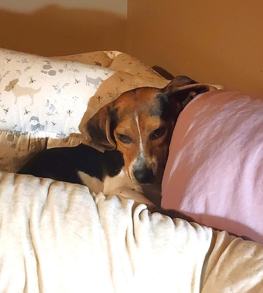 Enlarge Tilly - Fostered in KS, a Adoptable Beagle in Shawnee Mission, KS image 5/6