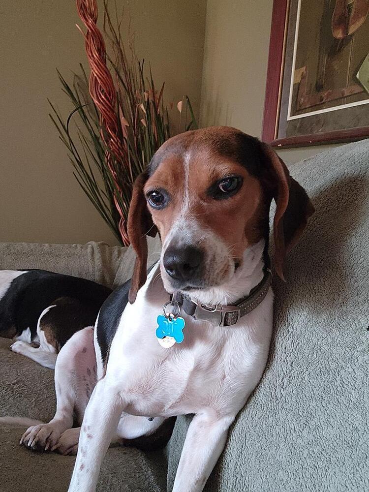 Enlarge Tilly - Fostered in KS, a Adoptable Beagle in Shawnee Mission, KS image 6/6